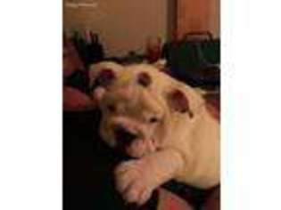 Bulldog Puppy for sale in Blanchard, OK, USA