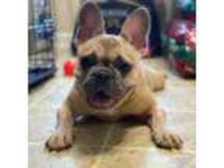 French Bulldog Puppy for sale in Marshville, NC, USA