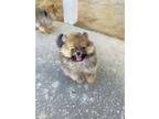 Pomeranian Puppy for sale in Casselberry, FL, USA