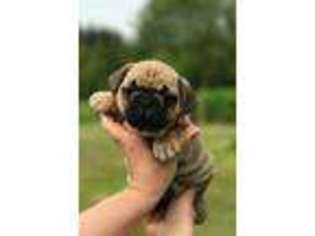 Frenchie Pug Puppy for sale in Ferndale, WA, USA