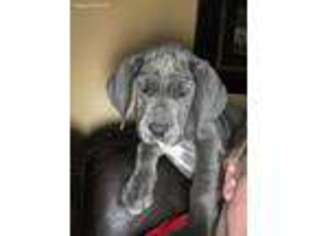 Great Dane Puppy for sale in New Site, MS, USA