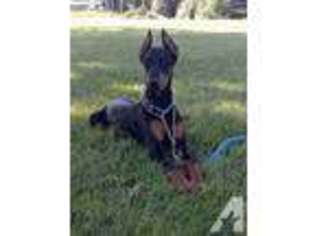 Doberman Pinscher Puppy for sale in TANGENT, OR, USA