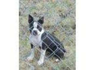 Boston Terrier Puppy for sale in Lockhart, TX, USA