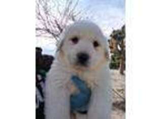 Great Pyrenees Puppy for sale in Phelan, CA, USA