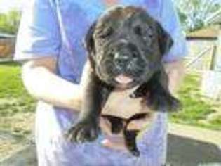 Boerboel Puppy for sale in Crown Point, IN, USA
