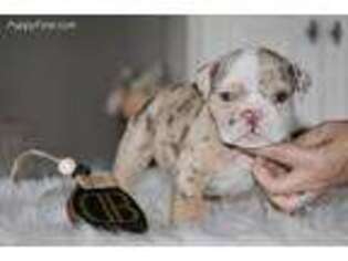Bulldog Puppy for sale in Newcomerstown, OH, USA