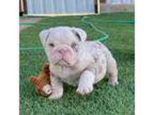 Bulldog Puppy for sale in Andrews, TX, USA