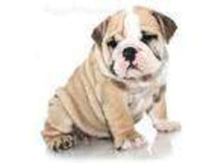Bulldog Puppy for sale in West Lafayette, IN, USA