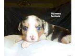 Cardigan Welsh Corgi Puppy for sale in STEPHENVILLE, TX, USA