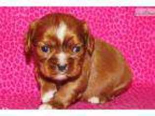 Cavalier King Charles Spaniel Puppy for sale in Iowa City, IA, USA