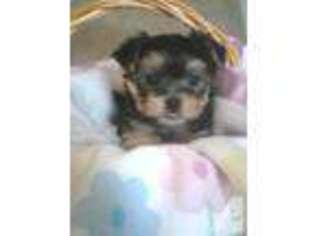 Yorkshire Terrier Puppy for sale in ROSCOE, IL, USA