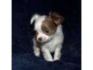 Chihuahua Puppy for sale in West Terre Haute, IN, USA