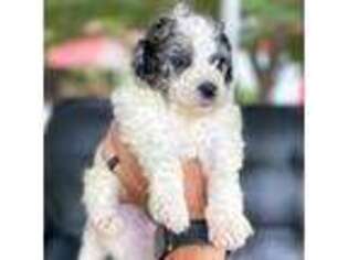 Goldendoodle Puppy for sale in Warrenville, SC, USA