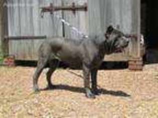 Cane Corso Puppy for sale in Vincennes, IN, USA