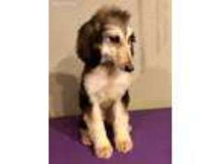 Afghan Hound Puppy for sale in Troy, TX, USA