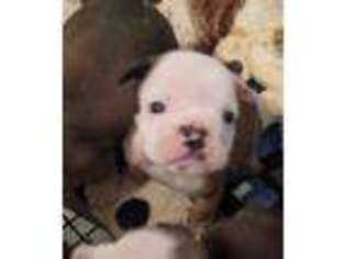 Bulldog Puppy for sale in Simpsonville, SC, USA