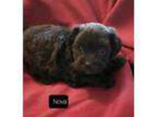 Coton de Tulear Puppy for sale in Huntsville, AL, USA