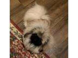 Pekingese Puppy for sale in Newcomerstown, OH, USA