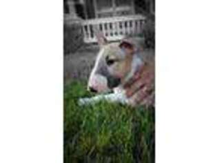 Bull Terrier Puppy for sale in Brentwood, CA, USA