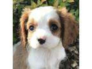 Cavalier King Charles Spaniel Puppy for sale in Creal Springs, IL, USA