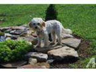 Goldendoodle Puppy for sale in HILLSBORO, OH, USA