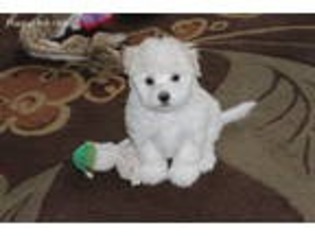Havanese Puppy for sale in Carleton, MI, USA