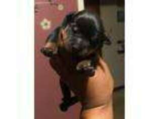 Rottweiler Puppy for sale in Detroit, MI, USA