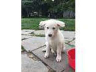 German Shepherd Dog Puppy for sale in Greenville, VA, USA