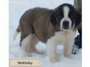 Saint Bernard Puppy for sale in Delta Junction, AK, USA