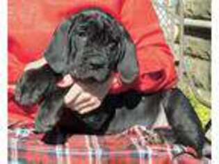 Neapolitan Mastiff Puppy for sale in Butler, MO, USA