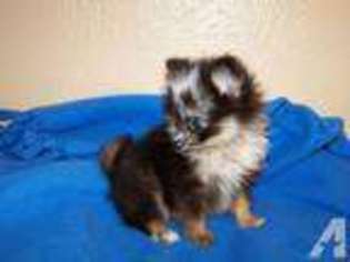 Pomeranian Puppy for sale in DENTON, TX, USA