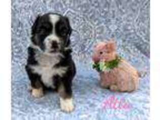 Miniature Australian Shepherd Puppy for sale in Frederick, MD, USA