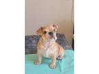 Bulldog Puppy for sale in Arlington Heights, IL, USA
