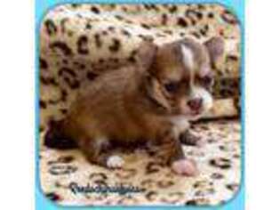 Chihuahua Puppy for sale in Benton, AR, USA