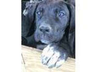 Great Dane Puppy for sale in Amherst, VA, USA