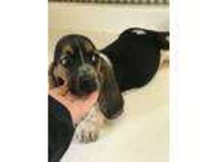 Basset Hound Puppy for sale in Fortuna, MO, USA