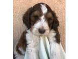 Labradoodle Puppy for sale in Lompoc, CA, USA