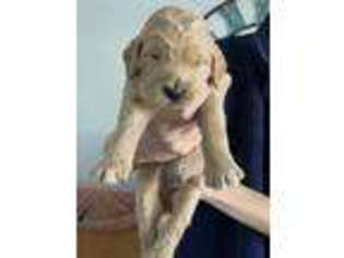 Goldendoodle Puppy for sale in Rohnert Park, CA, USA