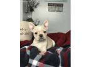 French Bulldog Puppy for sale in Kalamazoo, MI, USA