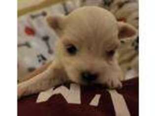 Maltese Puppy for sale in Eastman, GA, USA