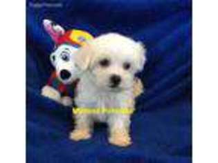 Maltese Puppy for sale in Huntington, AR, USA