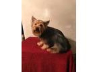 Yorkshire Terrier Puppy for sale in Valdosta, GA, USA