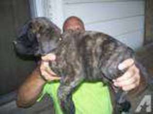 Mastiff Puppy for sale in WAYNESBORO, VA, USA