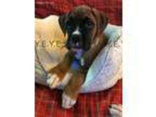 Boxer Puppy for sale in Bronx, NY, USA