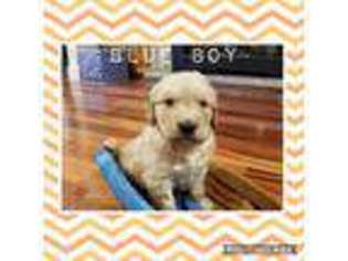 Golden Retriever Puppy for sale in Rigby, ID, USA