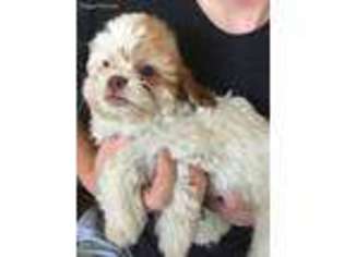 Shih-Poo Puppy for sale in Parker, CO, USA
