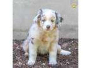 Australian Shepherd Puppy for sale in Lykens, PA, USA