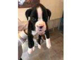 Boxer Puppy for sale in Rockford, IL, USA