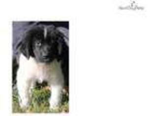 Newfoundland Puppy for sale in Springfield, MO, USA
