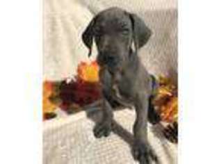 Great Dane Puppy for sale in Four Oaks, NC, USA